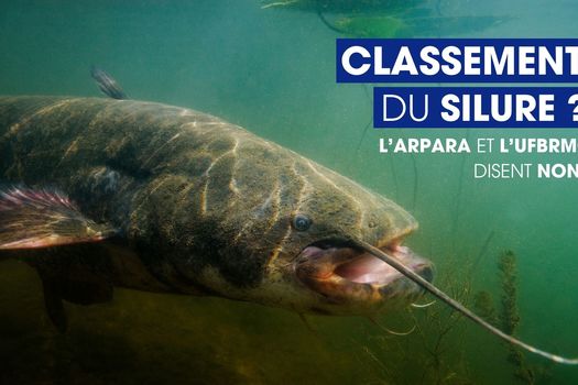 Avis défavorable au sujet du classement du silure en Espèces Susceptibles de Provoquer des Déséquilibres Biologiques
