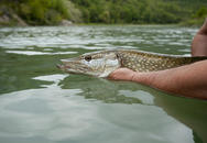 Pêche brochet 